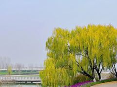 -灞河西岸滨河公园
