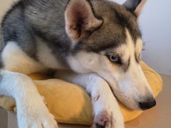 小甜甜-Husky Go! 哈士奇体验馆·宠物咖啡厅狗咖
