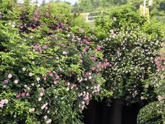 -UNIUNI(凯瑟琳广场店)