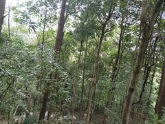 苍天大树-神光山国家森林公园