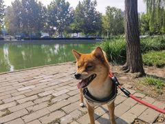 -泰丰公园