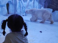 -芜湖新华联大白鲸海洋公园