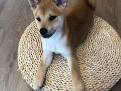 -浣熊柯尔鸭土拨鼠·电玩咖