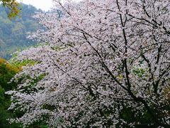 -中国茶叶博物馆(双峰馆区)