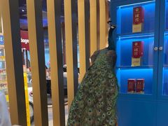 -半岛听涛蒸汽海鲜自助(K11店)