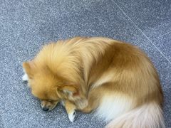 -老姐石板烧烤+铜炭火锅(总店)