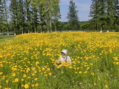 -黄海国家森林公园