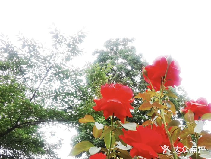 大蜀山国家森林公园图片