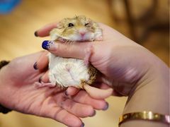 -藦茜花园宠物主题亲子互动体验馆(国顺东路店)