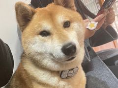 -是阿柴呀！柴犬咖啡·爱喵喵猫咖