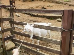 -神户市立六甲山牧场