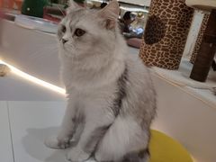 -COLOR PETS 撸猫馆·购猫·猫咖(长风大悦城店)