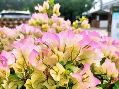 -共青国家森林公园-售票处