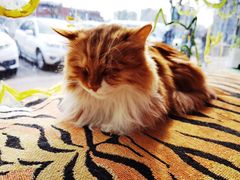 -平行世界·猫咖(首经贸店)