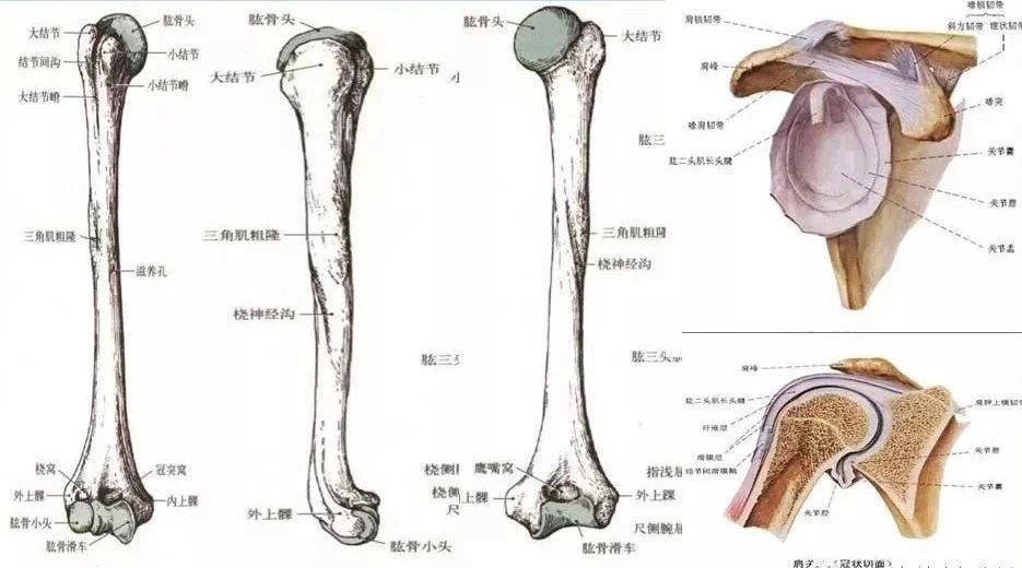 肱骨解剖