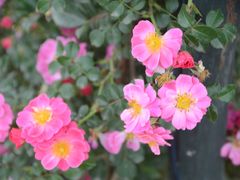 -都江堰玫瑰花溪谷