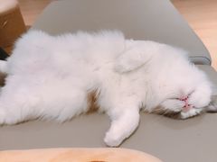 -猫腻·猫咖·撸猫馆(星光大道店)