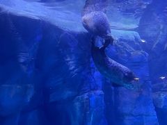 -哈尔滨波塞冬海底世界