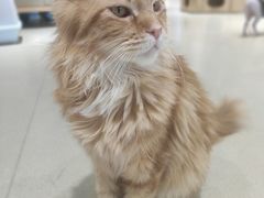 -藏猫猫咖啡主题馆(中央大道店)