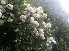 android_upload_pic-逍遥津公园