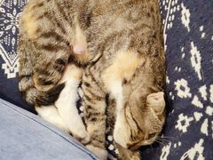 -平行世界·猫咖(首经贸店)