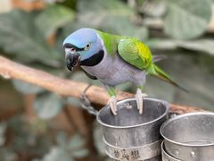 -南宫五洲植物乐园