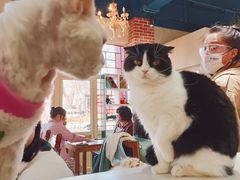 -猫小院猫主题餐厅(南锣旗舰店)