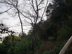 -树山生态村