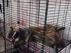 -平行世界·猫咖(首经贸店)