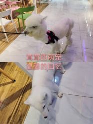-Moni星球萌宠·小马宝莉·灵蛇·高端高阶全萌宠互动体验俱乐部(红豆国际广场店)