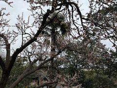 -雨花胜境
