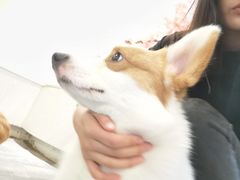 -浣熊柯尔鸭土拨鼠·电玩咖