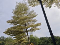 -东莞植物园