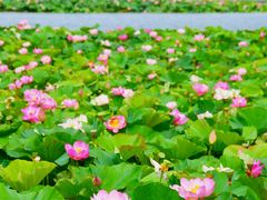 -呼兰河口湿地公园