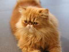 -Heymao猫咖.咖啡厅(东门店)