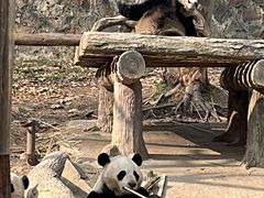 -都江堰中华大熊猫苑