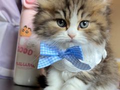 -宠物星动物医院·眼科·异宠·猫科(江南大道总院)