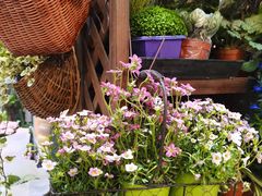 -双季花艺园艺市场(浦东店)