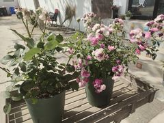 -向外鱼乐·土菜·虹鳟鱼
