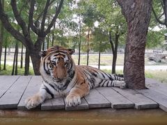 -上海野生动物园