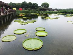 景点-荷塘月色湿地公园·向阳花洲