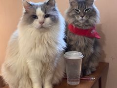 -楼上猫咖(罗湖店)