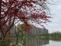 -成都南湖公园