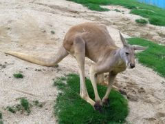 -泉州海丝野生动物世界