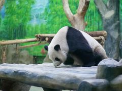 -灵玲国际马戏城