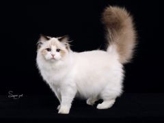 -超宠爱宠物摄影-Super pet