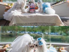 -谐和益家动物医院·免疫绝育·血液透析·宠保定点医院(高新伊藤分院)