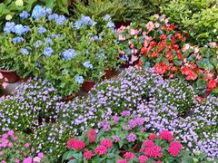 -双季花艺园艺市场(浦东店)