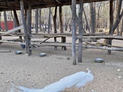 -秦皇岛野生动物园