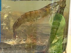 -王潮活海鲜自助·蒸汽海鲜